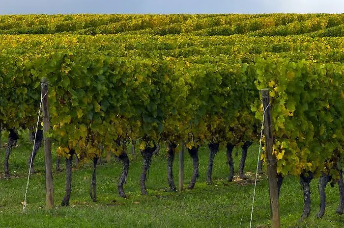 فندق Ibis Centre Clemenceau 3*